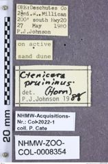 Etiketten zu Selatosomus pruininus (Horn, 1871) (NHMW-ZOO-COL-0008354)